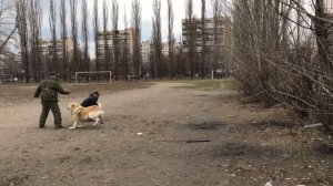 Элитные Бойцовские Щенки: Грузинская Горная Собака/Грузинская овчарка/Нагази