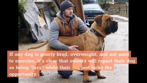 Boerboel vs Bullmastiff: A Complete Dog Breed Comparison