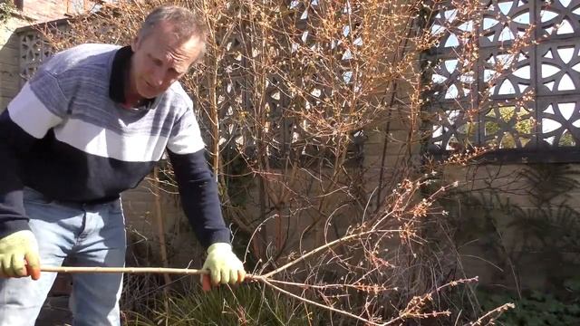 Pruning Cornus sanguinea смотреть онлайн