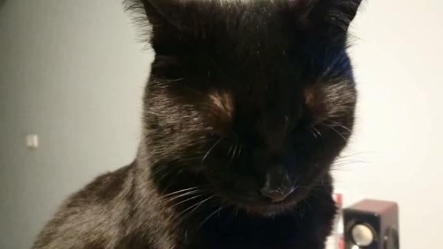 Серьезный разговор с Котом