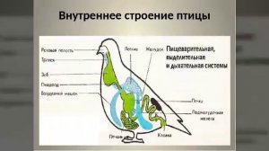 Класс птицы. Характеристика класса.