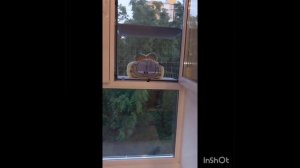 Кошачий балкончик за 4500 рублей и ни копейкой больше ! А так же делаем Ремонт Любых Окон.