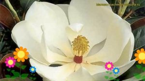 Магнолия крупноцветковая Галиссоньере. Краткий обзор, описание magnolia grandiflora Galissonniere