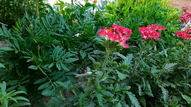 НЕОБЫЧНАЯ СМЕСЬ КРАСОК ПЕТУНИЯ ВЕРБЕНА ЦИНИЯ смотреть онлайн