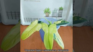 #ВОПРОС ? #Филодендрон Виолин Вариегатный?Размножение, укоренение и сортовой окрас? #цветы #short