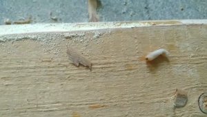 Осторожно, КОРОЕД!!!