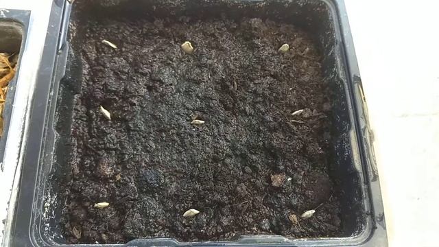 Цукини. Проращиваем 2 способами.