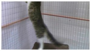 ВЛОГ ? Самые редкие породы кошек в Мире СМЕШНЫЕ КОТЫ Приколы с котиками с озвучкой