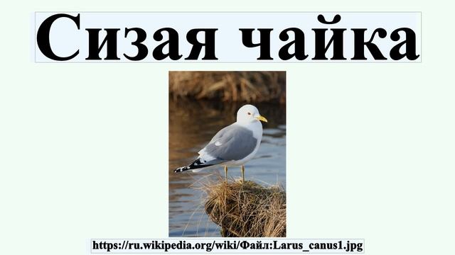 Сизая чайка смотреть онлайн