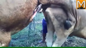 Mating Bull with cow #48