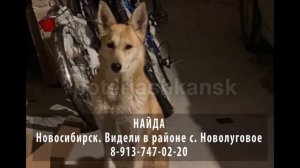 Пропала собака! Найда. Новосибирск.