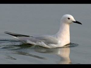 Морской голубок (Chroicocephalus genei) - Slender-billed gull