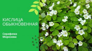 Собираем кислицу.mp4