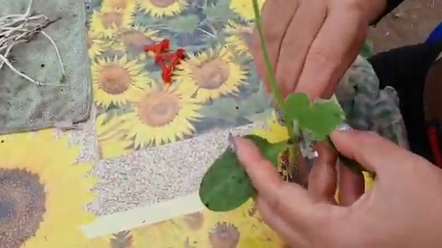 Прививка арбуза 09.01.2020 смотреть онлайн