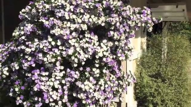 Brunfelsia pauciflora 'Floribunda' - Yesterday Today & Tomorrow смотреть онлайн