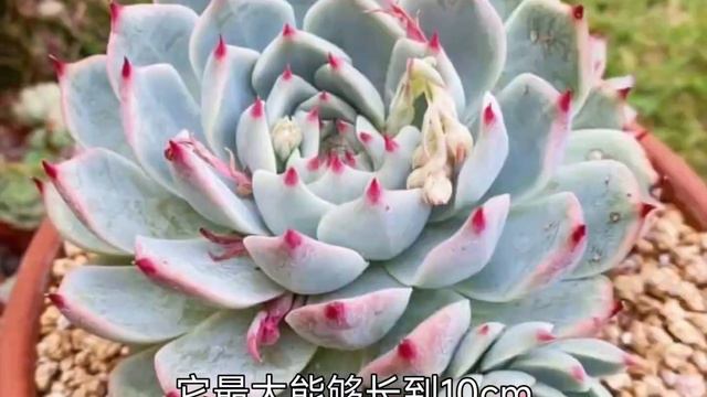 第525弹：网红鼻祖吉娃娃Echeveria chihuahuaensis Poelln.：如何在家中养护出状态