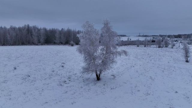 Зимние березы