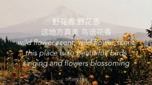 jiafei song lyrics| 野花香 | english translation