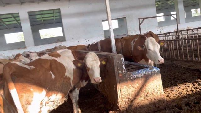 Sigirlar kuyga kelmasa nima qilish kerak ?veterinar maslaxati