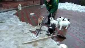 Щенки Алабая прогулка во дворе