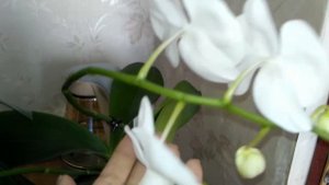 Великолепие белых орхидей Кембридж. Мультифлора Невеста