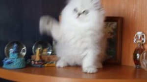 ПЕРСИДСКИЕ КОШКИ ШИНШИЛЛЫ, котята
