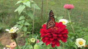 FLOWERS I GREW FROM SEEDS/CORMS/TUBERS - 2021. DAHLIAS, RANUNCULUS, SUNFLOWERS & MORE.ZONE 5 GARDEN