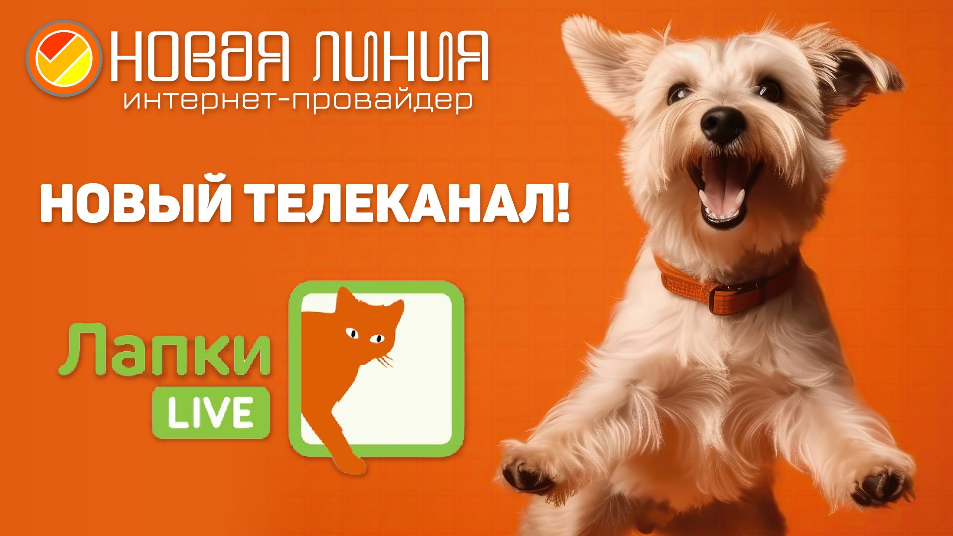 Новый телеканал "ЛАПКИ LIVE" в базовом пакете интерактивного телевидения NewTV | С нами лучше!