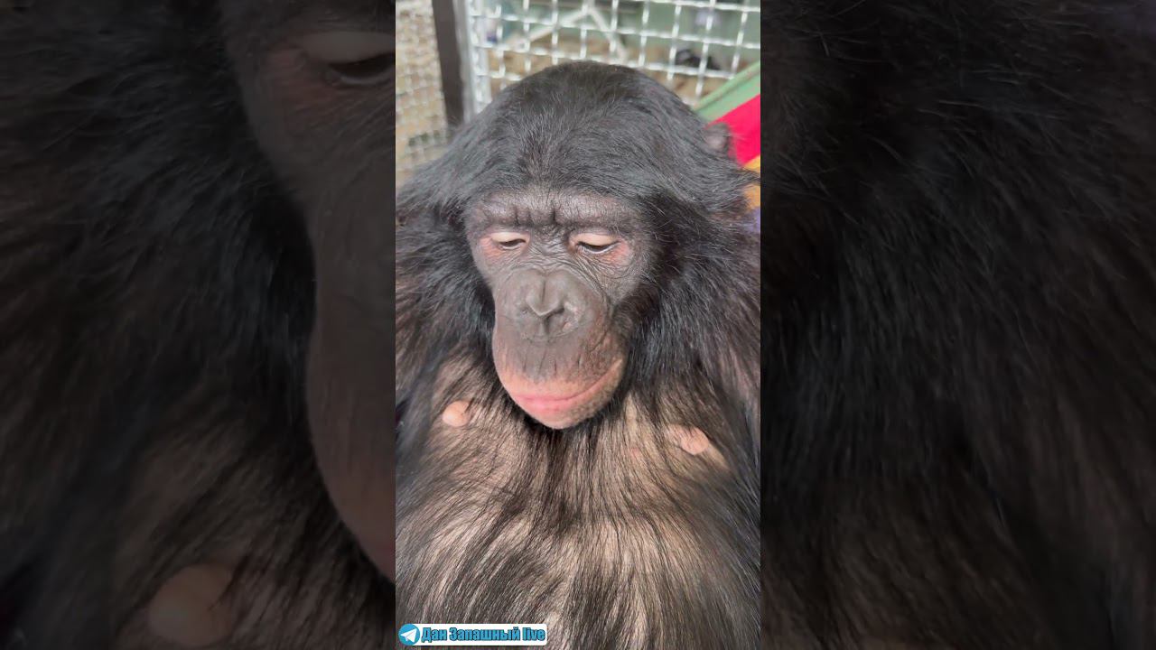 СПЯТ УСТАЛЫЕ ИГРУШКИ! Попытка разбудить шимпанзе смотреть онлайн