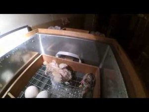 Индюшата, цыплята // Инкубация яиц ассорти. Финал  // Жизнь в деревне