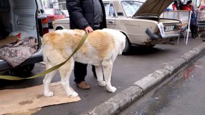 Огромный Алабай Моня 7 лет. Huge Alabai Monya is 7 years old.