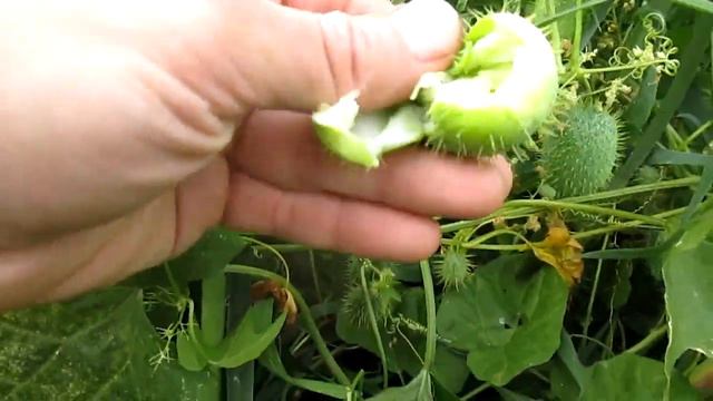 ХМЕЛЬ. ПОЛЕЗНЫЕ СВОЙСТВА смотреть онлайн