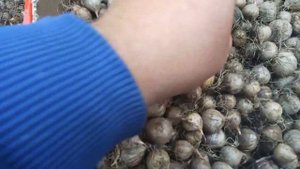 Готовность к посадки ЧЕСНОКА. Семена воздушки, однозубки, зубки.