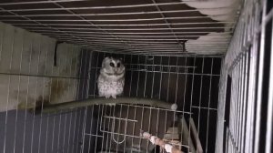 Голос мохноногого сыча Чучундрия (изображение с 30 секунды). Boreal owl's voice