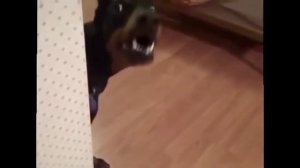 Собака+собирается+на+дачу,+СМОТРЕТЬ+ВСЕМ!