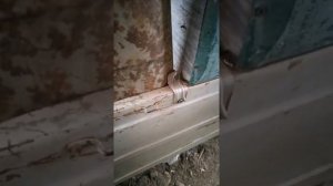 Луаз 969м выхлоп и топливная система