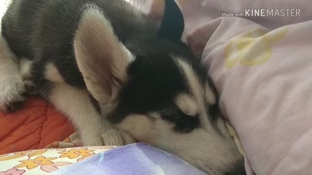 Я первый хаски видеоблогер в Украине смотреть онлайн