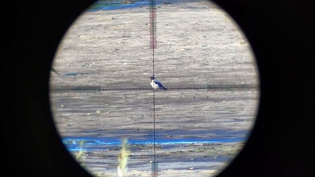 Crow hunting-Кроухантинг конец июля, зачисткачистка ( Егерь со стволом от FX.) Качество 240FPS смотреть онлайн