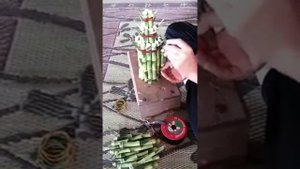 Формирование композиции из драцены Сандера