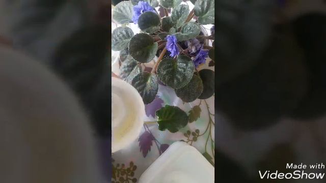 99.9% гарантии качества размножения растения смотреть онлайн