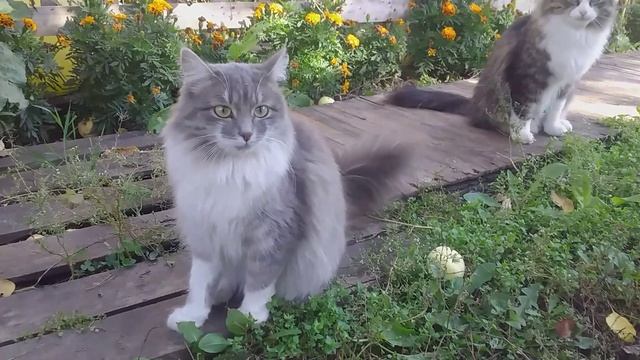 Тусовка Котиков смотреть онлайн