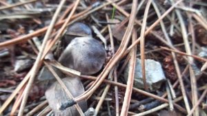 Крым в январе