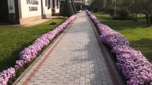 Просто цветёт астра новобельгийская (сентябринки) 2020г