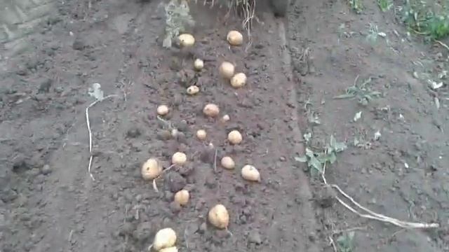 уборка картофеля самодельной картофелекопалкой