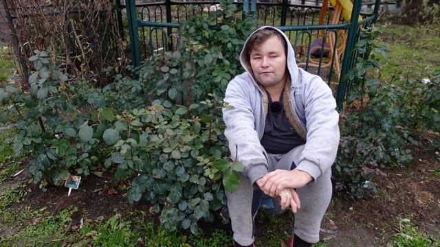 ПОЧЕМУ Я НЕ#ОБРЕЗАЮ И НЕ#УКРЫВАЮ#РОЗЫ.ВСЯ ПРАВДА ПРО САДОВЫЕ РОЗЫ ОТ ПОСАДКИ ДО ПОДГОТОВКИ К ЗИМЕ!!