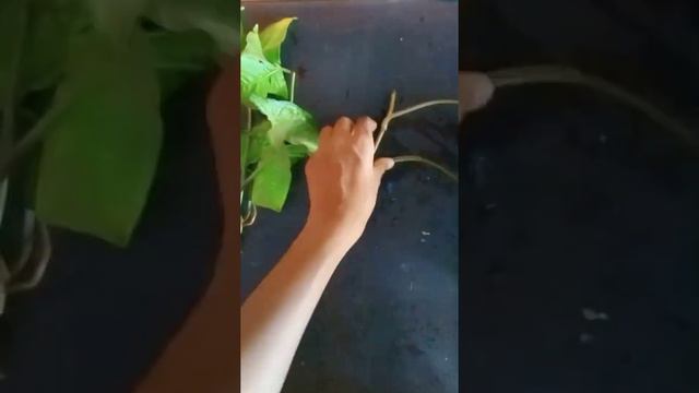 How to progogate syngonium plant in simple way..