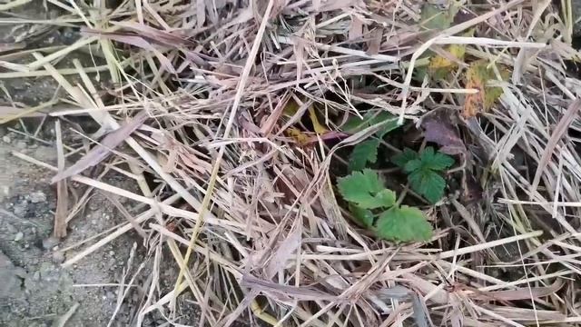 Влог:Купили Дом на Юге /Один день из Сельской Жизни/Вечерком на Лавочке/Как белка в Колесе.. смотреть онлайн