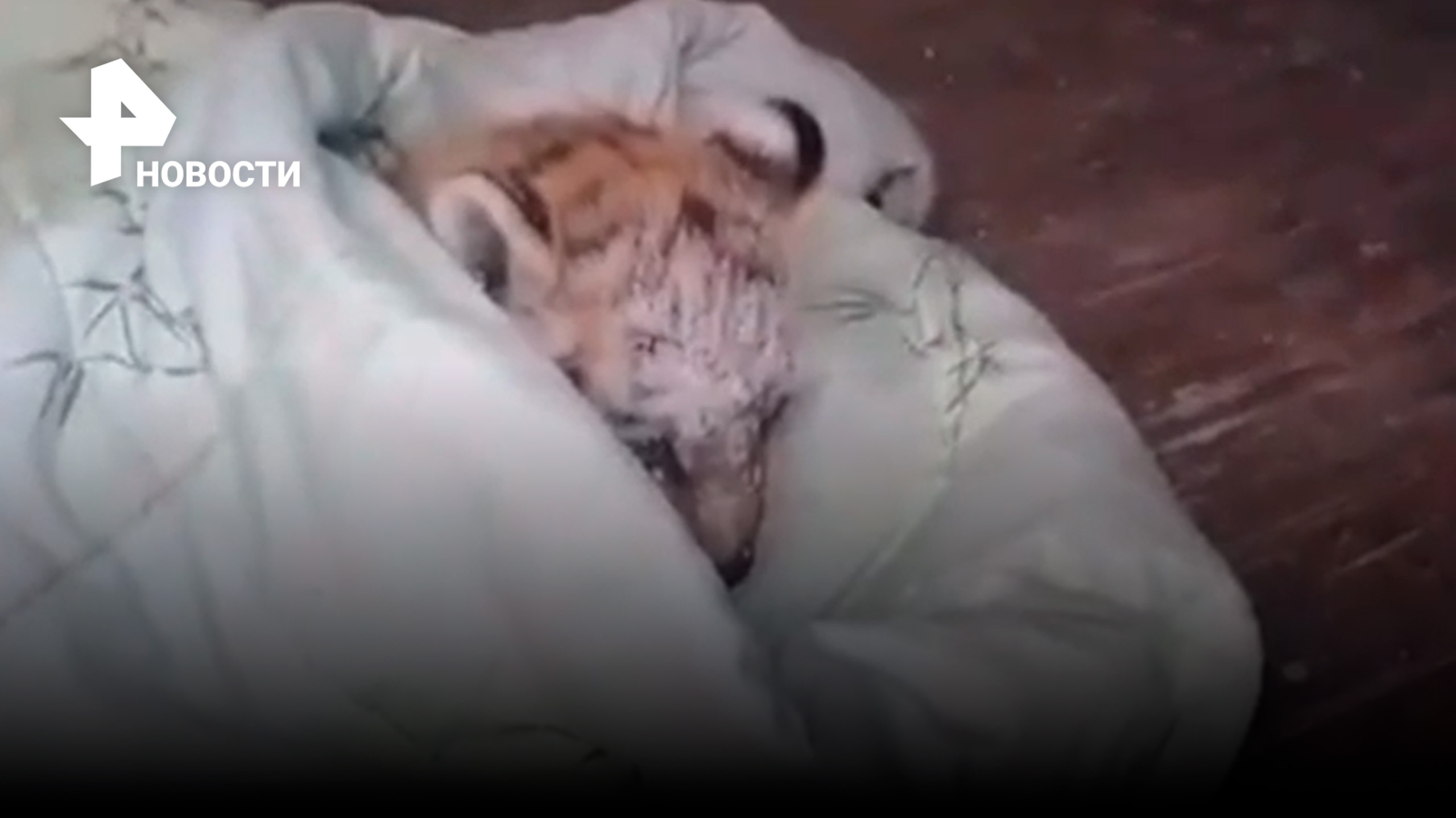 Хромающего амурского тигренка спасли на трассе, малыша могла бросить мать / РЕН Новости