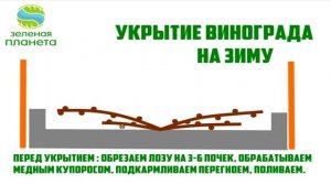 Укрываем виноград правильно / Как правильно прикопать виноград в зиму / Секреты ухода за виноградом