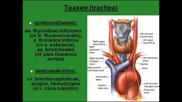 Трахея. Топография. Сосуды, нервы, лимфатические узлы смотреть онлайн